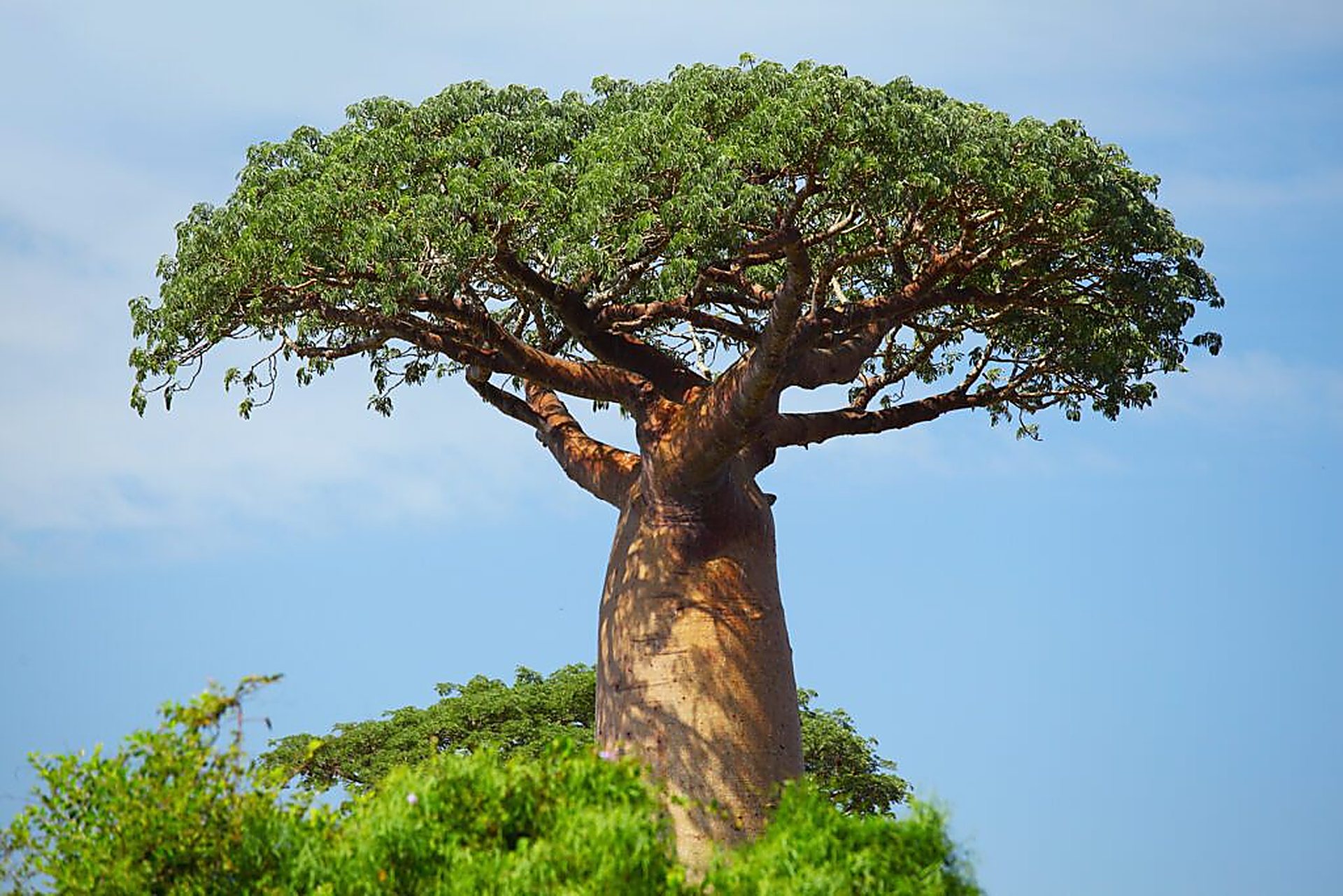 A baobab tree against a blue sky