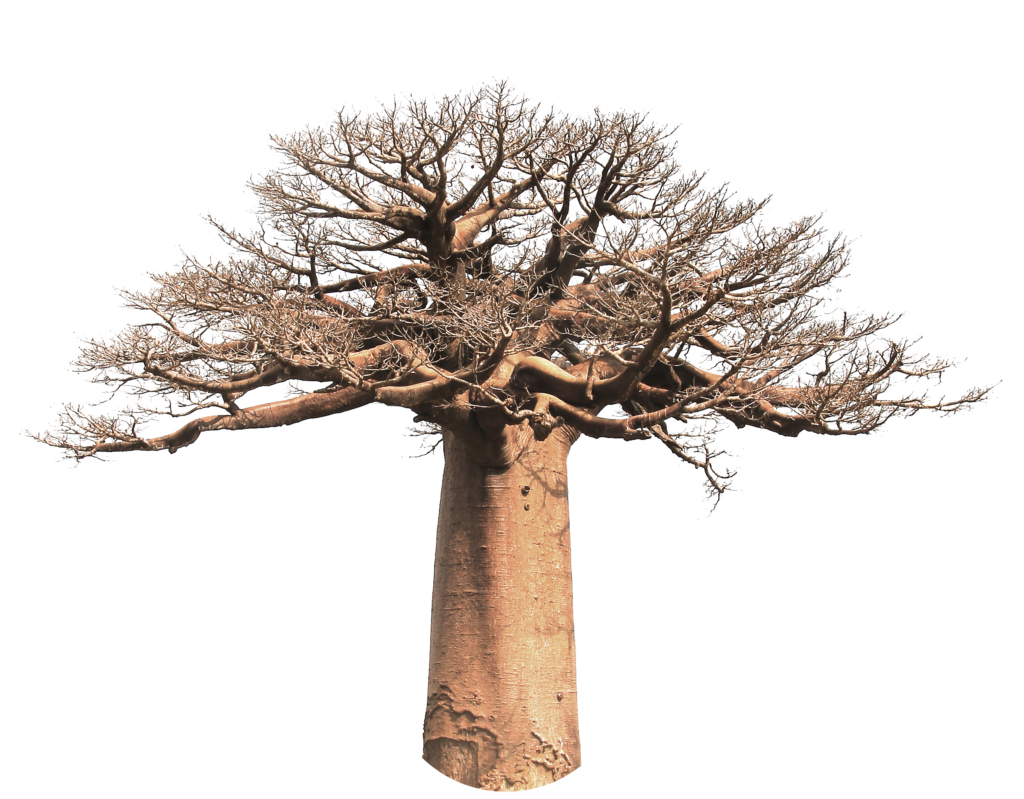 assessment unlocks growth - growing baobab